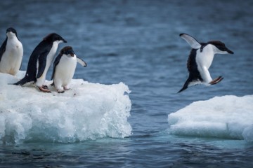 Les effets irrémissibles du réchauffement climatique sur Antarctique 
